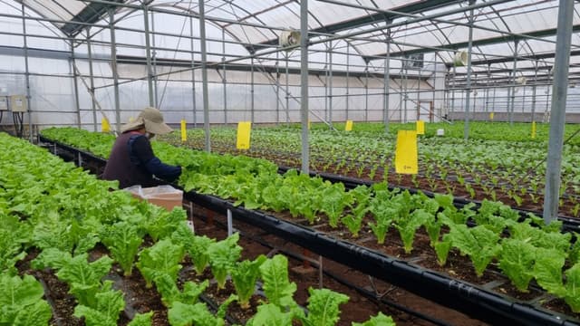 고설 재배 베드